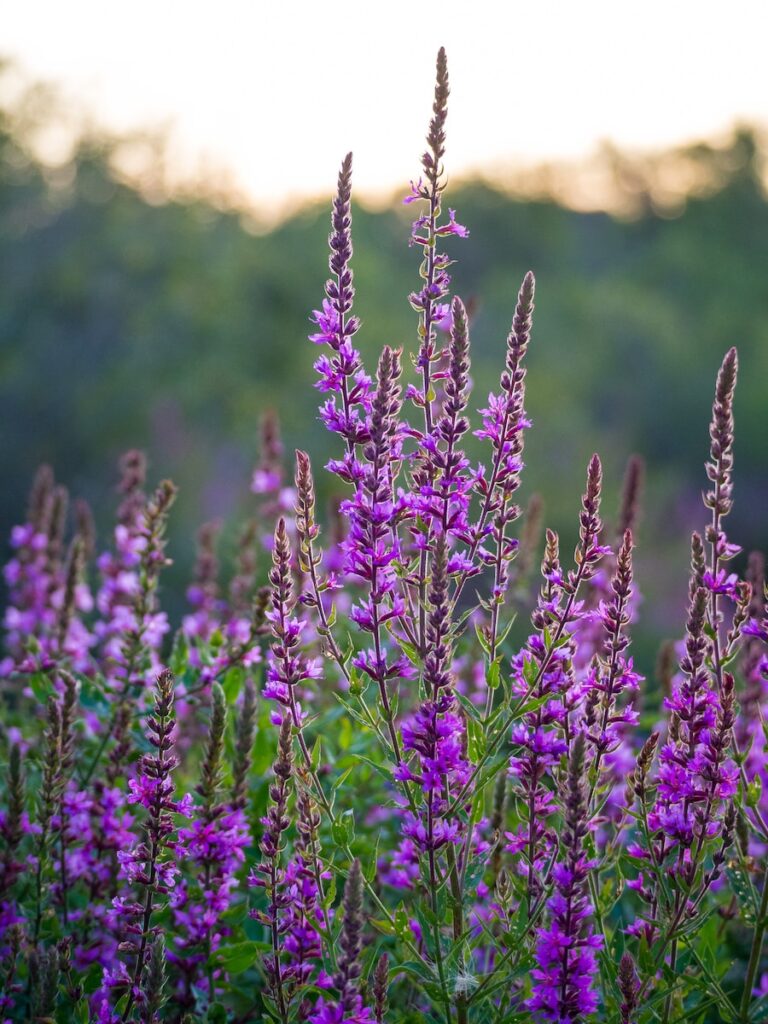 purple flowers in tilt shift lens invasive species